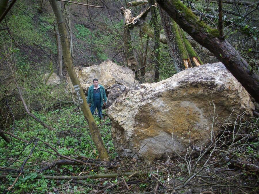 Залесяване на Ксилифор