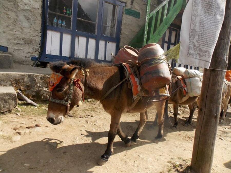 Трекингът на нашите приятели от експедицията в Хималаите приключи успешно