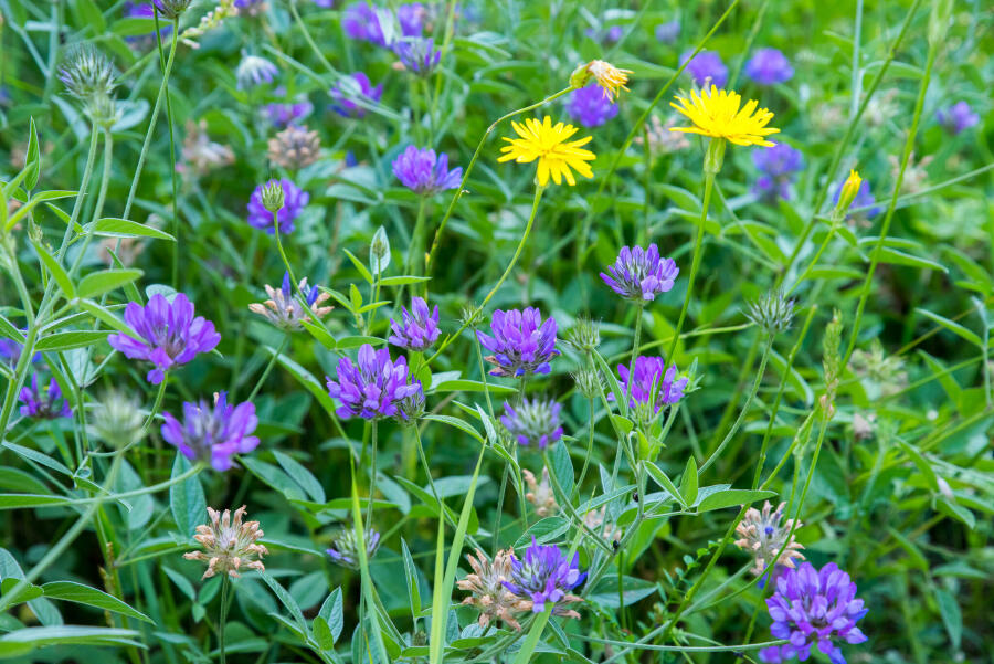 Еньовден